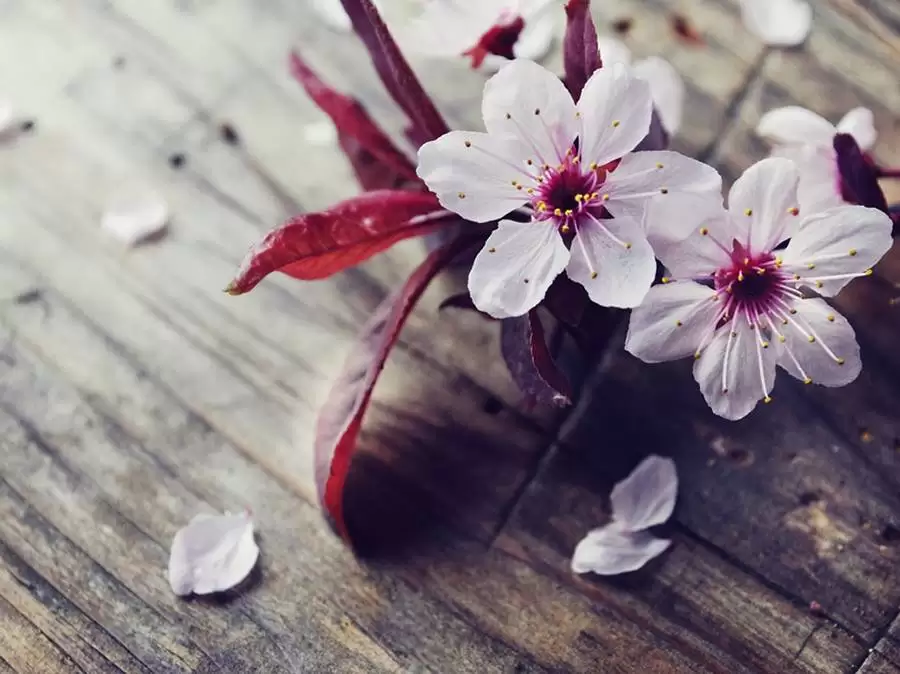 شکوفه های بهاری