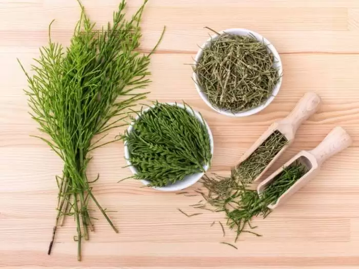 گیاه دم اسب و خواص اعجاب آور آن