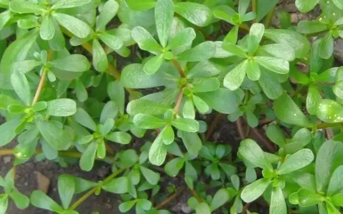 یک دنیا خواص در یک برگ گیاه خرفه؛ از درمان تا زیبایی و لاغری