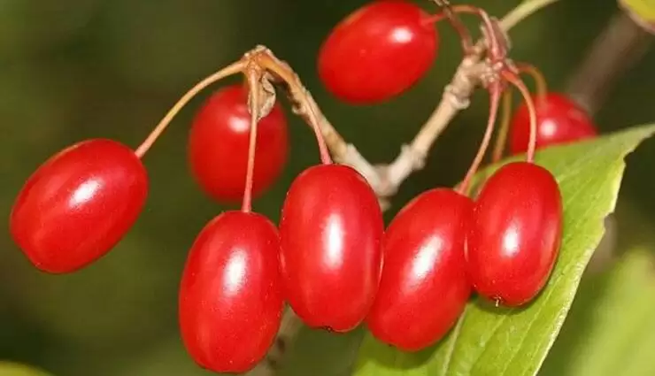 میوه خوشمزه ای که با بیماری های مغز و اعصاب مبارزه می کند