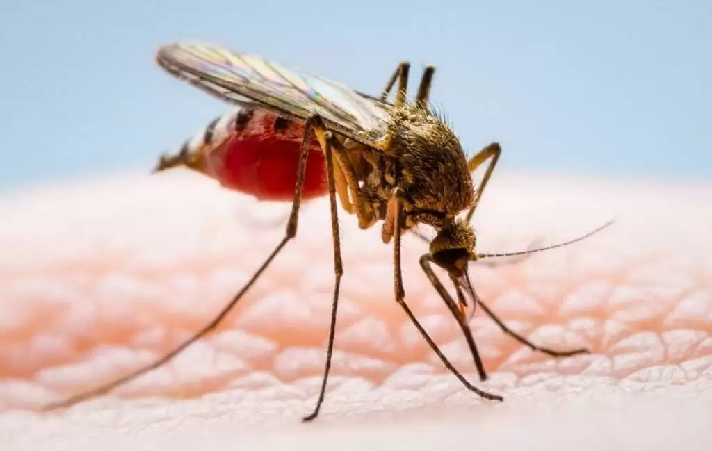 تمام حقایق درباره ی پشه آئدس و تب دنگی از زبان سازمان بهداشت جهانی