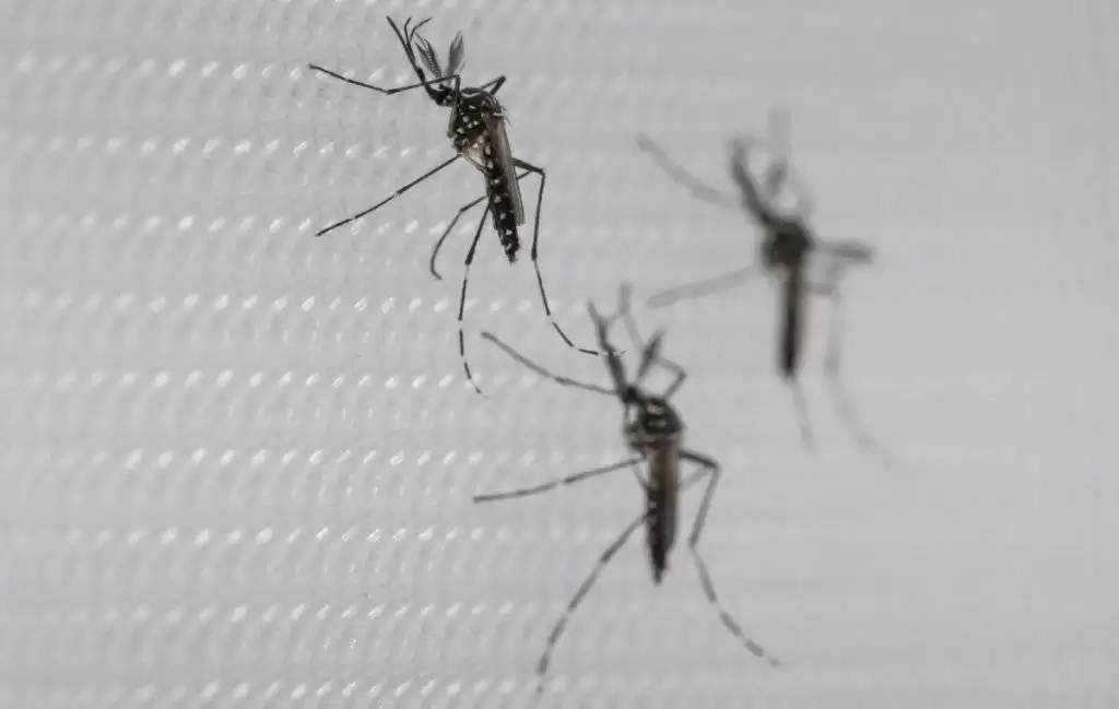 تمام حقایق درباره ی پشه آئدس و تب دنگی از زبان سازمان بهداشت جهانی