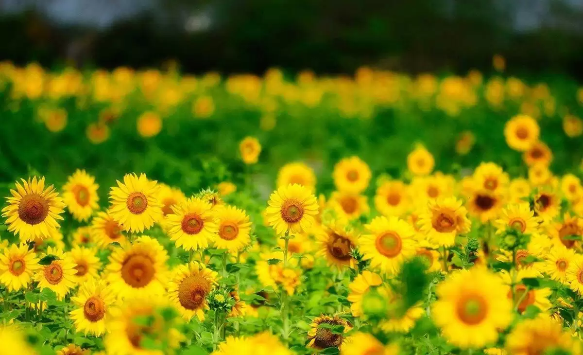 عکس های طبیعت تابستانی