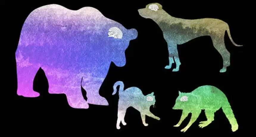 آیا جانوران بزرگ تر، مغزهای بزرگ تری دارند؟