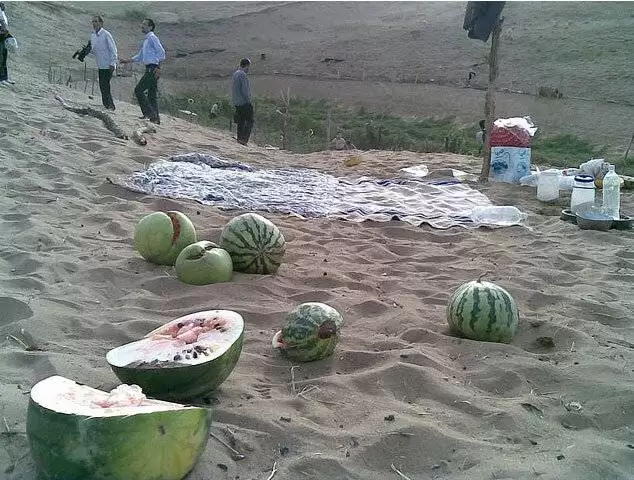 (ویدئو) این هندوانه کویری است؛ میوه مناسب دیابتی ها