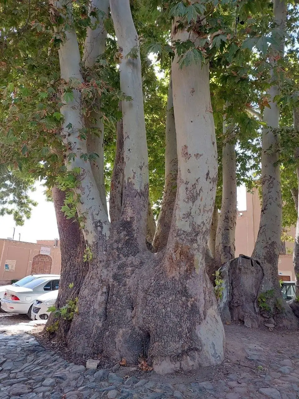 (تصاویر) این بهشت در دل کویر است؛ نطنز مقصد گردشگری کمتر شناخته شده