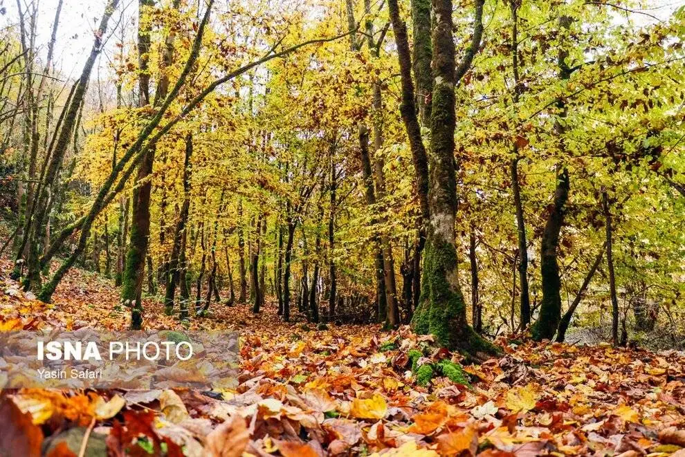 (تصاویر) پاییز رنگارنگ در گیلان