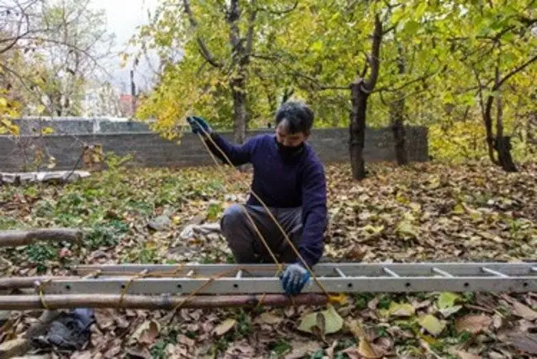 (تصاویر) خاطرات تلخ و گس باغداران کن؛ دشواری و خطرات جانی خرمالوچینی