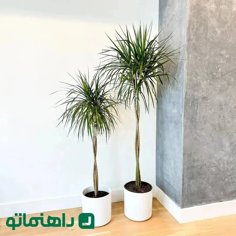 (تصاویر) بهترین گیاهان آپارتمانی بزرگ برای دکوراسیون مدرن خانه ها