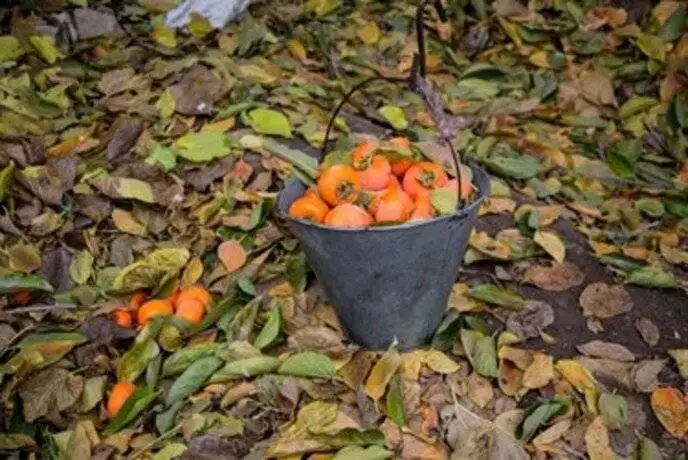 (تصاویر) خاطرات تلخ و گس باغداران کن؛ دشواری و خطرات جانی خرمالوچینی