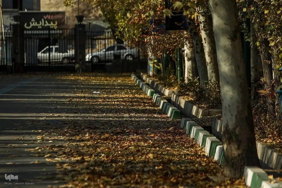 (تصاویر) آخرین روزهای برگ ریزان پاییزی در دانشگاه تهران