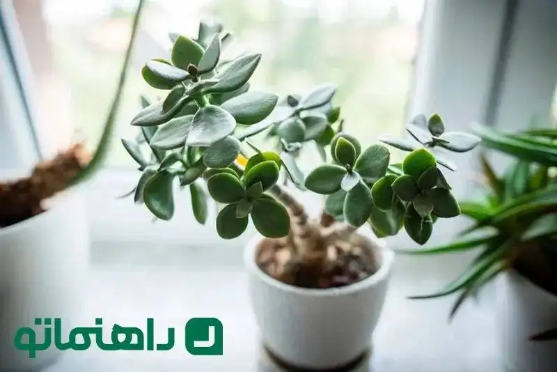 (تصاویر) 26 درختچه آپارتمانی خاص و روش نگهداری از آن ها ؛ روح جنگل های انبوه در خانه