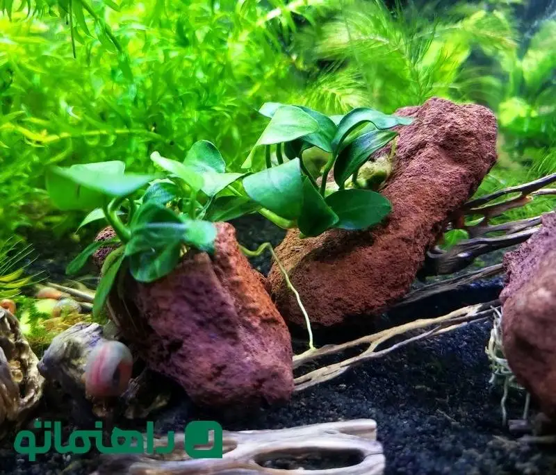 (تصاویر) انواع گیاهان آکواریومی و نحوه نگهداری از آن ها