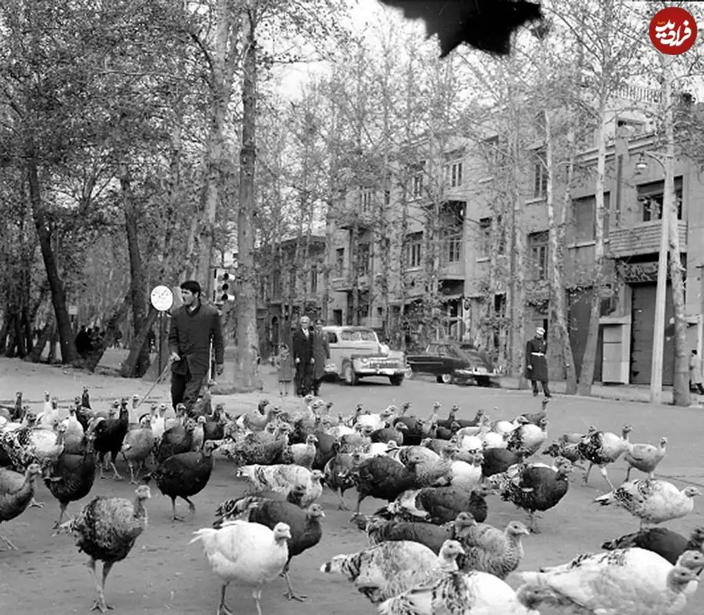 (عکس) سفر به تهران قدیم؛ «بوقلمون چرانی» در خیابان ولیعصر؛ سال 1338