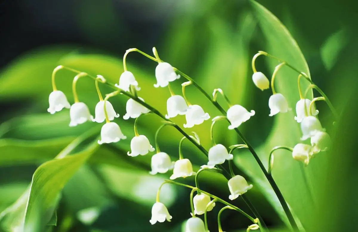 گل موگه
