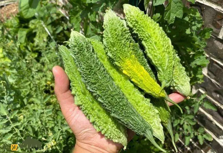تصاویر؛ کارِلا یا خیار چنبر تلخ؛ این خیار چروکیده، تلخ ترین میوه خوراکی دنیاست!
