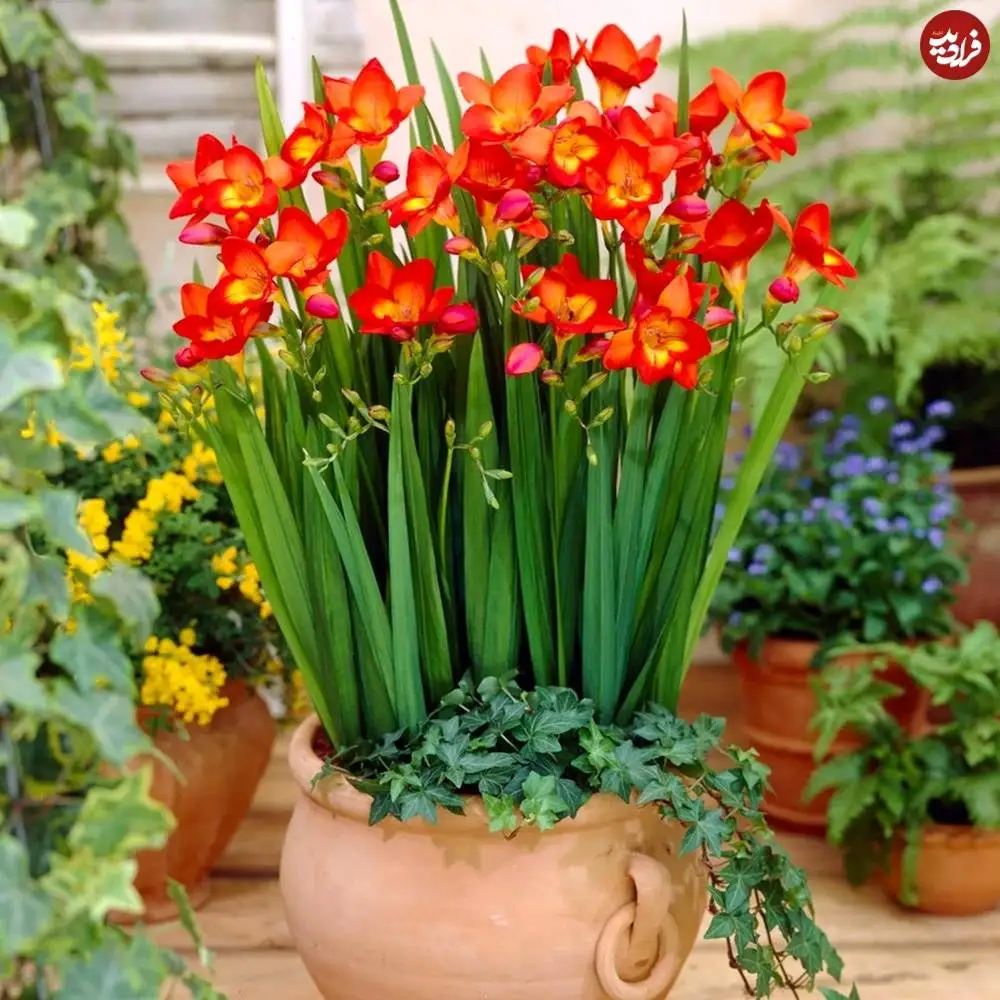 تصاویر؛ 10 گیاه «خوشبو» برای کاشتن در ورودی خانه