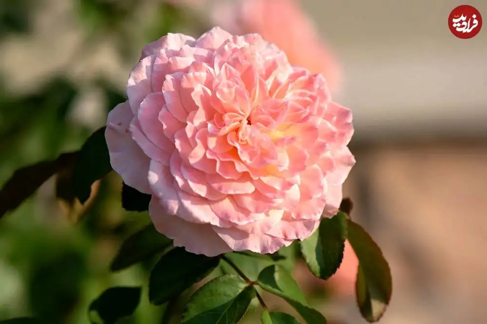 تصاویر؛ 10 گیاه «خوشبو» برای کاشتن در ورودی خانه