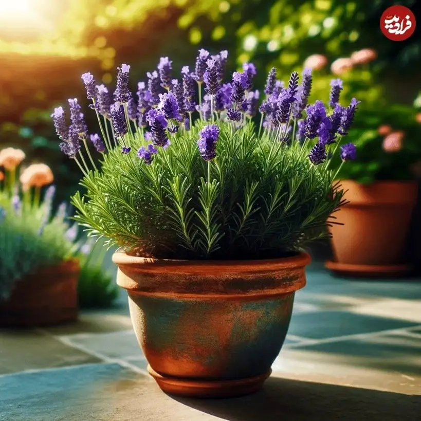 تصاویر؛ 10 گیاه «خوشبو» برای کاشتن در ورودی خانه