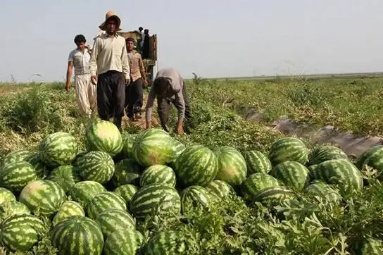 پشت پرده تهمت یک روس به هندوانه های ایرانی