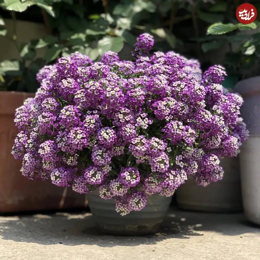 تصاویر؛ 10 گیاه «خوشبو» برای کاشتن در ورودی خانه