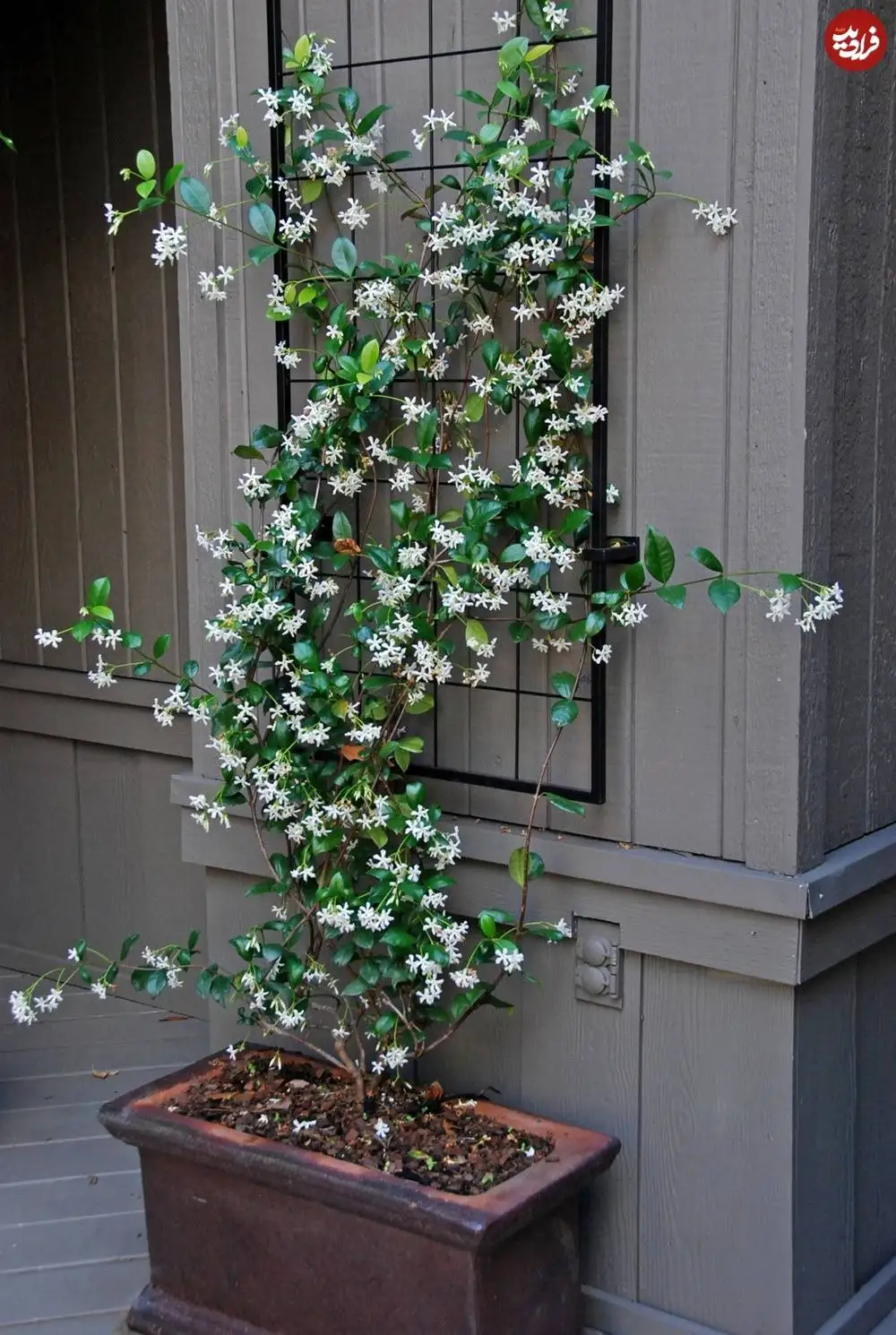 تصاویر؛ 10 گیاه «خوشبو» برای کاشتن در ورودی خانه