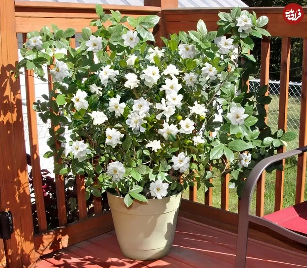 تصاویر؛ 10 گیاه «خوشبو» برای کاشتن در ورودی خانه