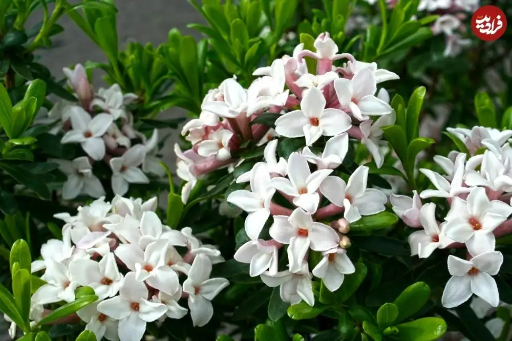 تصاویر؛ 10 گیاه «خوشبو» برای کاشتن در ورودی خانه