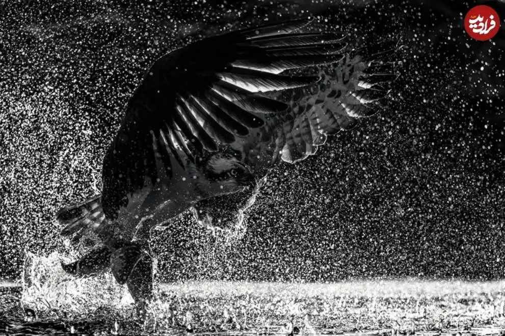 تصاویر؛ 30 شاهکار عکاسی سیاه و سفید از قلمرو حیوانات