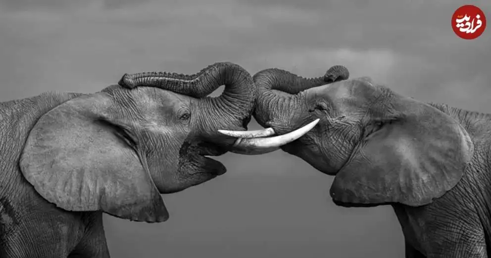 تصاویر؛ 30 شاهکار عکاسی سیاه و سفید از قلمرو حیوانات