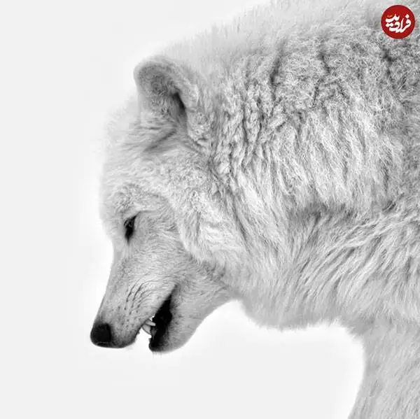 30 شاهکار عکاسی سیاه و سفید از قلمرو حیوانات