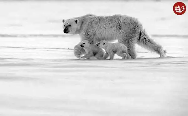 30 شاهکار عکاسی سیاه و سفید از قلمرو حیوانات