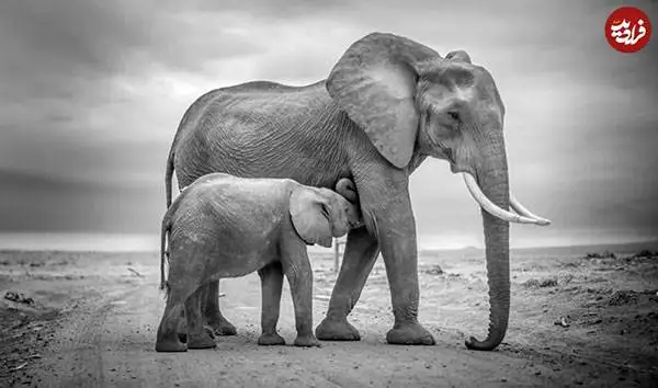 30 شاهکار عکاسی سیاه و سفید از قلمرو حیوانات