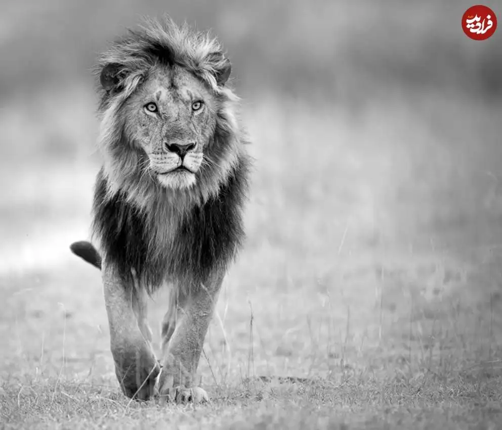 تصاویر؛ 30 شاهکار عکاسی سیاه و سفید از قلمرو حیوانات