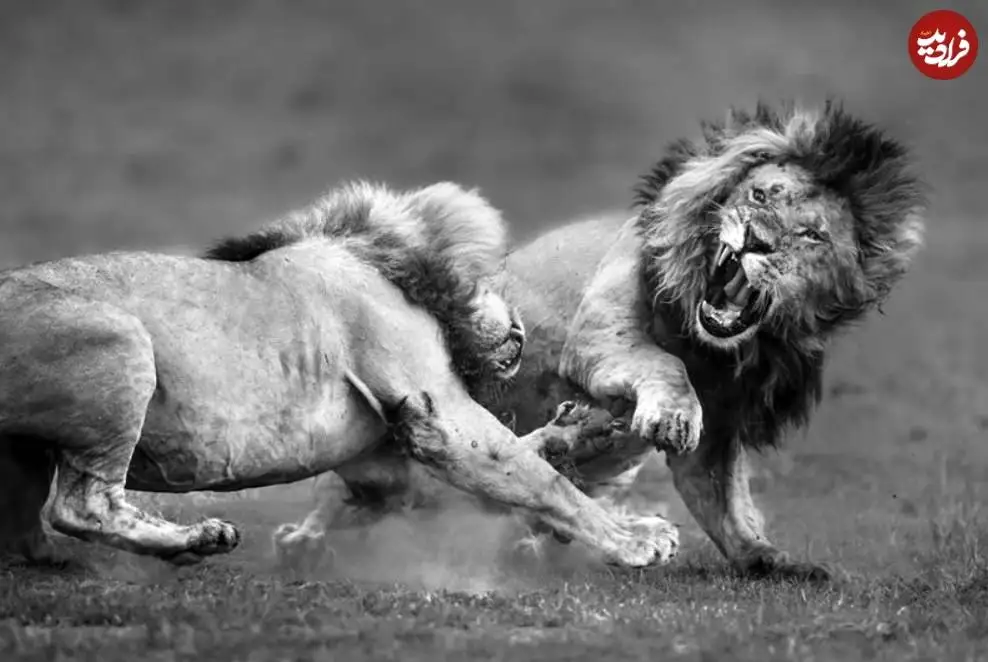 تصاویر؛ 30 شاهکار عکاسی سیاه و سفید از قلمرو حیوانات