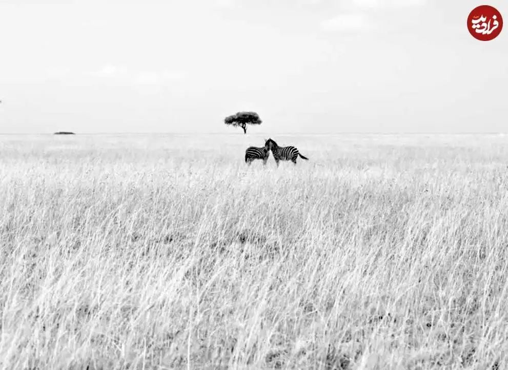 تصاویر؛ 30 شاهکار عکاسی سیاه و سفید از قلمرو حیوانات