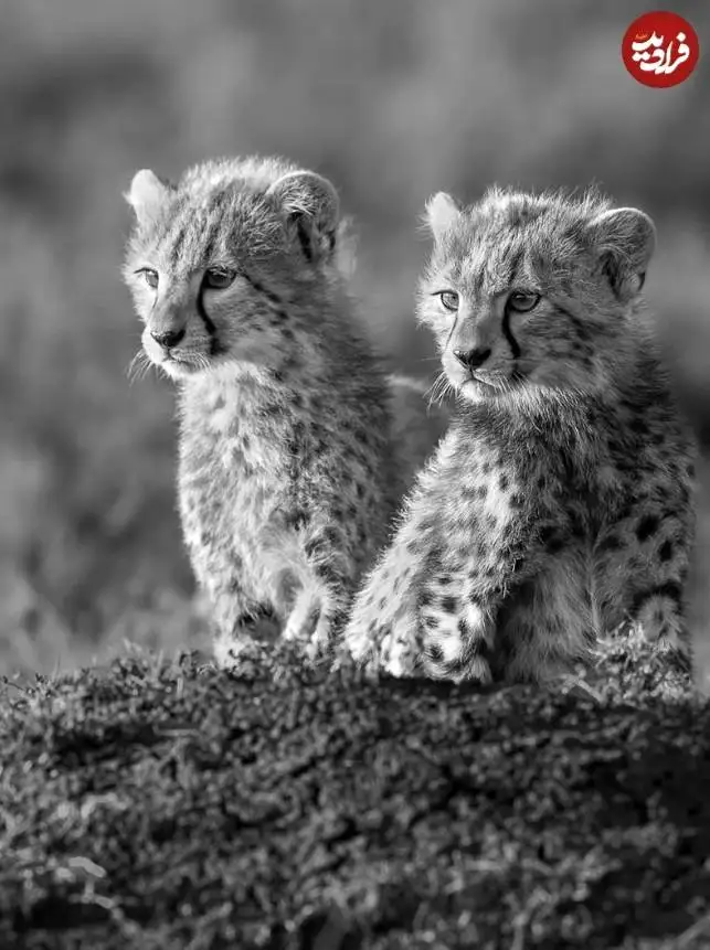 تصاویر؛ 30 شاهکار عکاسی سیاه و سفید از قلمرو حیوانات