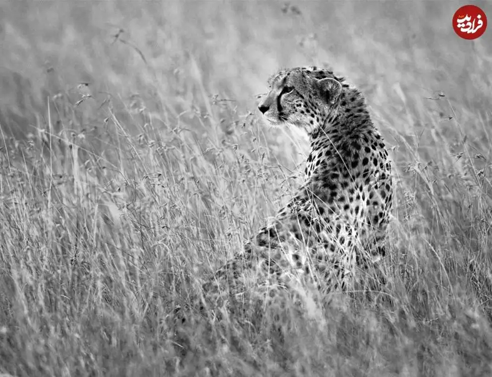 تصاویر؛ 30 شاهکار عکاسی سیاه و سفید از قلمرو حیوانات