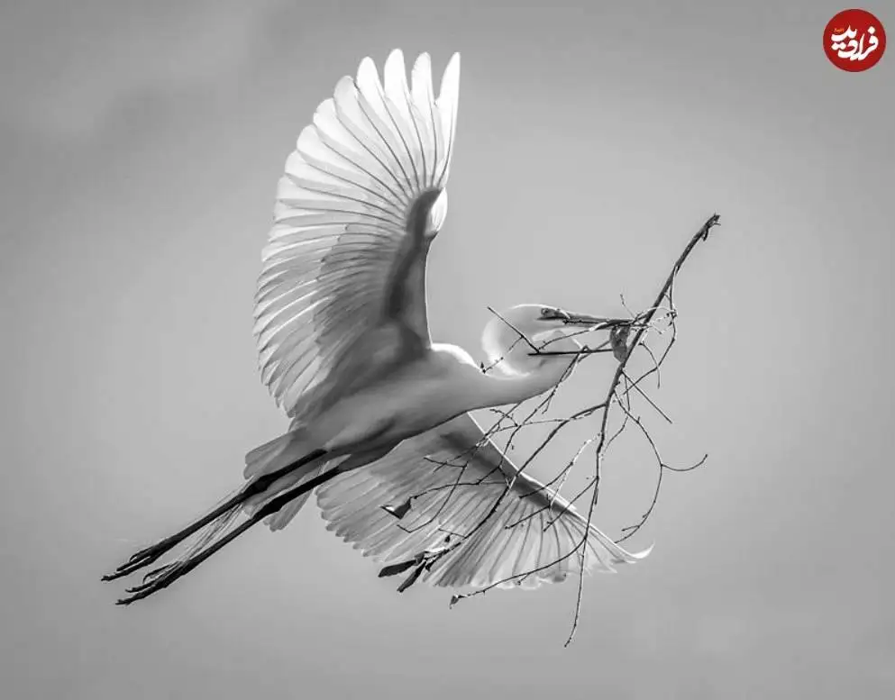 تصاویر؛ 30 شاهکار عکاسی سیاه و سفید از قلمرو حیوانات