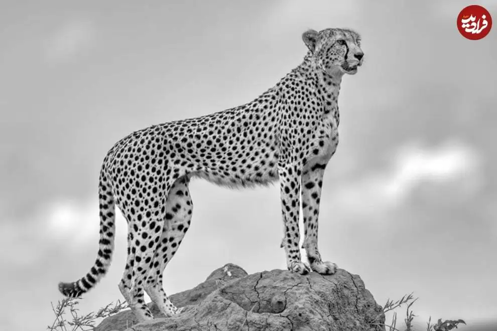 تصاویر؛ 30 شاهکار عکاسی سیاه و سفید از قلمرو حیوانات