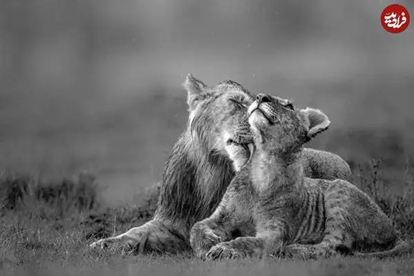 30 شاهکار عکاسی سیاه و سفید از قلمرو حیوانات