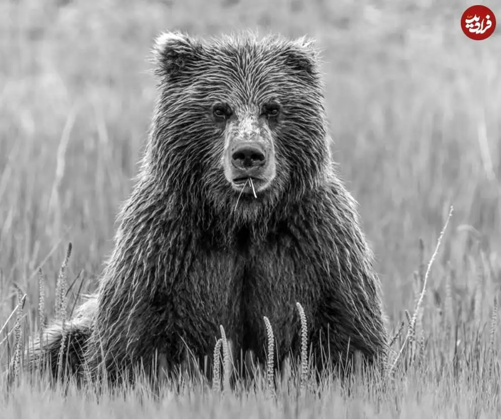 تصاویر؛ 30 شاهکار عکاسی سیاه و سفید از قلمرو حیوانات