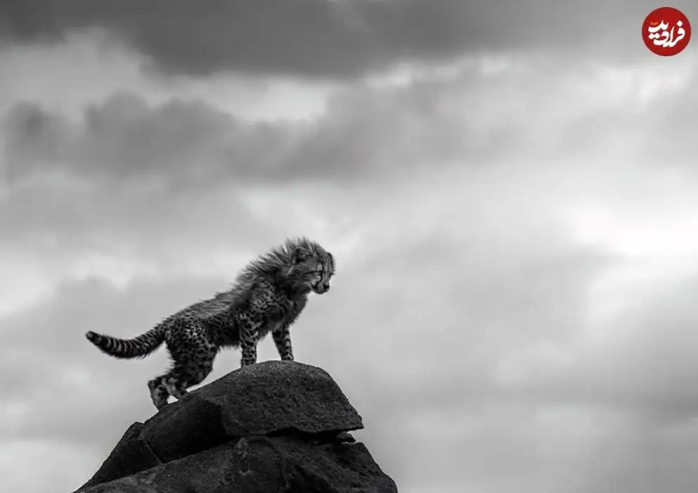 تصاویر؛ 30 شاهکار عکاسی سیاه و سفید از قلمرو حیوانات