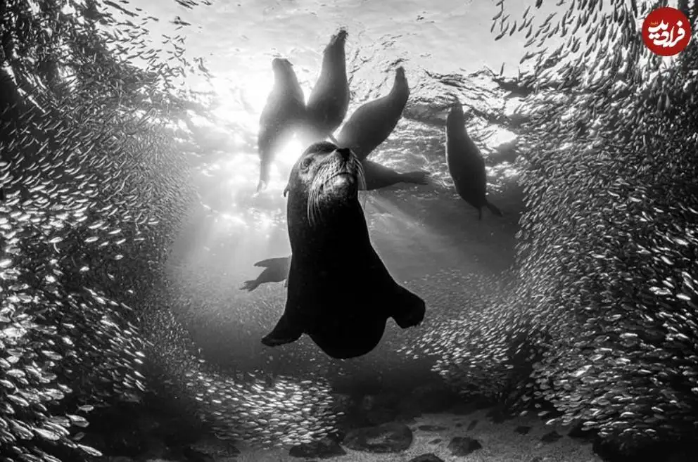 تصاویر؛ 30 شاهکار عکاسی سیاه و سفید از قلمرو حیوانات