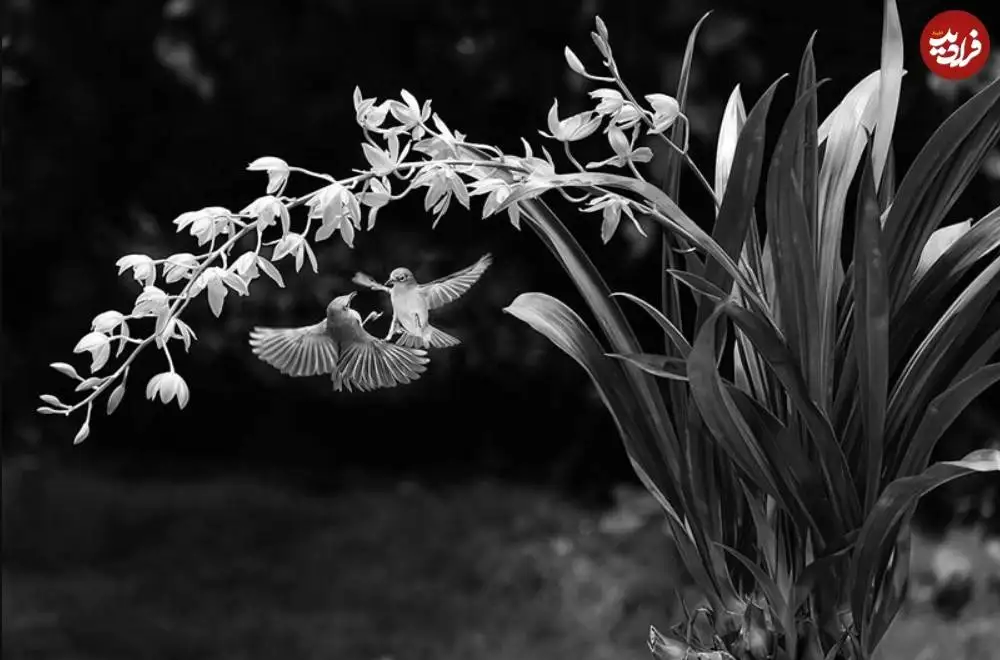 تصاویر؛ 30 شاهکار عکاسی سیاه و سفید از قلمرو حیوانات