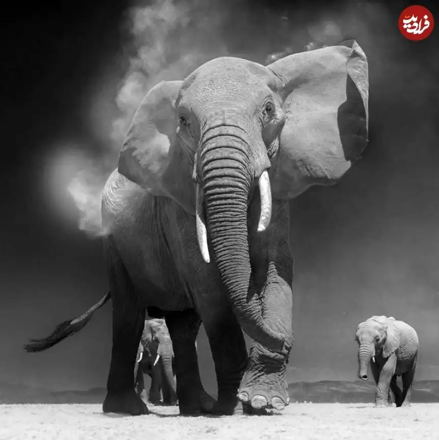 تصاویر؛ 30 شاهکار عکاسی سیاه و سفید از قلمرو حیوانات