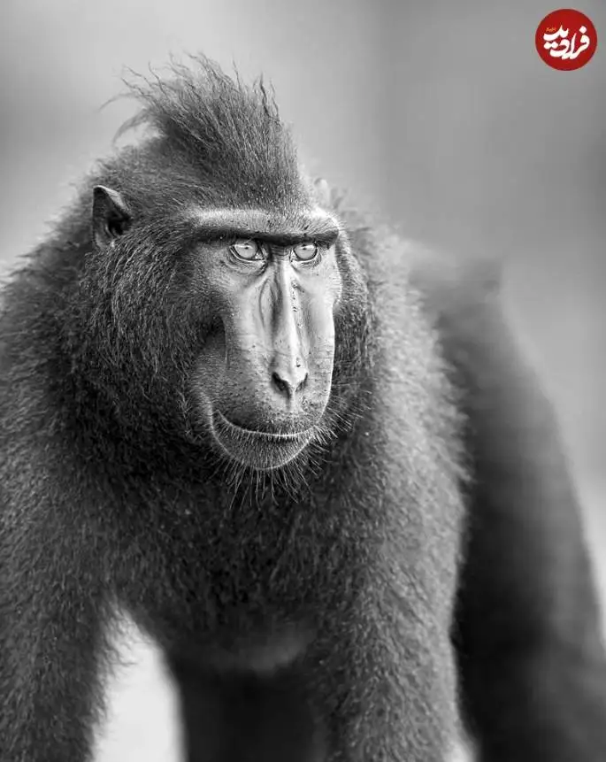 تصاویر؛ 30 شاهکار عکاسی سیاه و سفید از قلمرو حیوانات