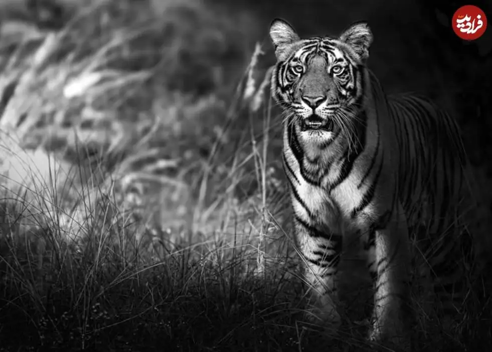 تصاویر؛ 30 شاهکار عکاسی سیاه و سفید از قلمرو حیوانات