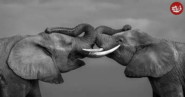 30 شاهکار عکاسی سیاه و سفید از قلمرو حیوانات