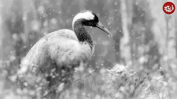 30 شاهکار عکاسی سیاه و سفید از قلمرو حیوانات